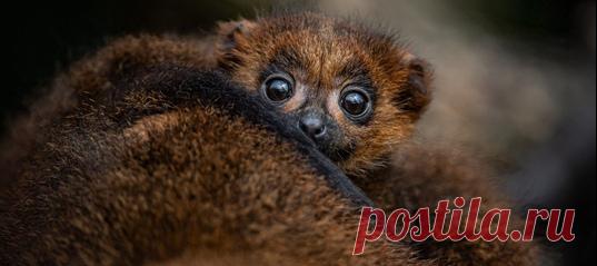 В Честерском зоопарке произошло знаменательное событие: пара лемуров, принадлежащих к самой уязвимой группе млекопитающих в мире, принесла потомство 🐾