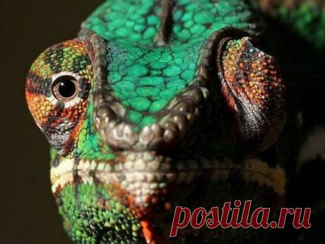 Наш мир глазами разных животных