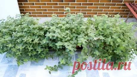 Как сеять душицу &amp;#8211; Agro-Info