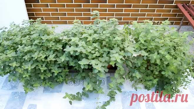 Как сеять душицу &#8211; Agro-Info