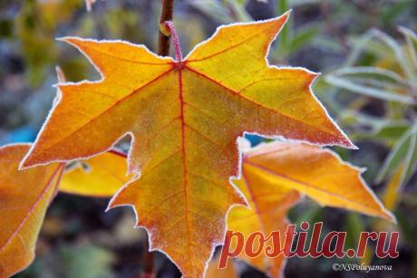 Осенний сад.