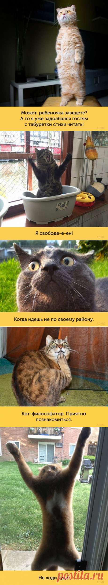 Кошки, которые достойны «Оскара»