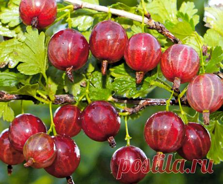 Чтобы получить в следующем году отменный урожай крыжовника, осенью обрежете его кусты так, как это делают самые опытные садоводы | В моём саду | Дзен