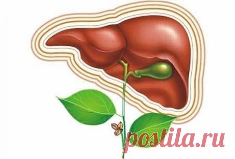 Веб Повар!: 6 СОВЕТОВ ДЛЯ ОЧИСТКИ ПЕЧЕНИ