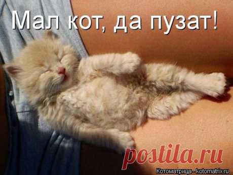 Лучшие котоматрицы недели | Удивительный мир