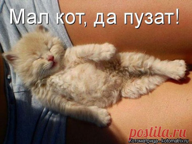 Лучшие котоматрицы недели | Удивительный мир