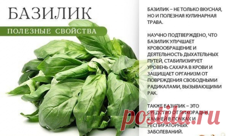 Вам просто необходимо включить зелень в свой рацион