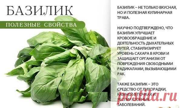 Вам просто необходимо включить зелень в свой рацион