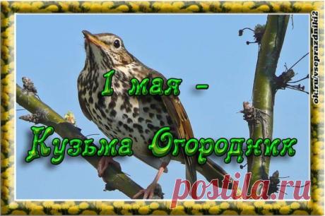 С 1 мая! Кузьма Огородник пришел, тепло принес. Желаю, чтобы твой труд на грядках приносил не только урожай, но и радость. Пусть каждый посаженный росток превратится в крепкое растение, а погода благоприятствует. Пусть в доме будет много вкусных заготовок! Открытки на Кузьма Огородник!