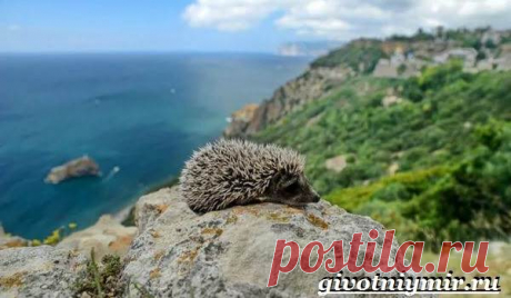 Животные Крыма. Описания, названия и особенности животных Крыма | Животный мир