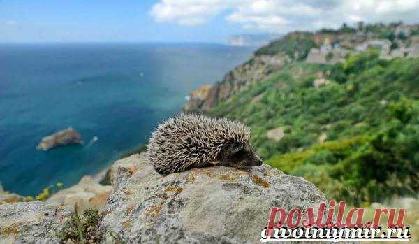 Животные Крыма. Описания, названия и особенности животных Крыма | Животный мир