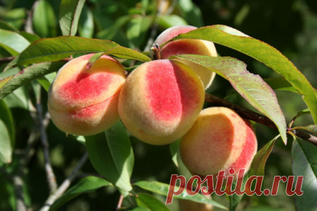 Вот как вырастить персики в зоне риска