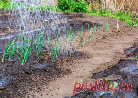 Зеленый лук выращиваю круглый год — и в огороде, и на подоконнике. Рассказываю про мои самые любимые сорта | Азбука огородника | Яндекс Дзен