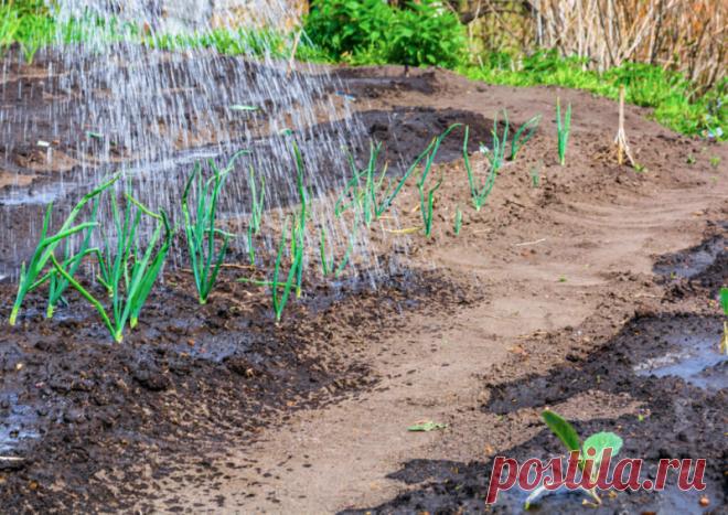 Зеленый лук выращиваю круглый год — и в огороде, и на подоконнике. Рассказываю про мои самые любимые сорта | Азбука огородника | Яндекс Дзен