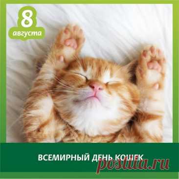 Всех усатых, полосатых
И пушистых, и лохматых,
Кошек, кошечек, котов
Поздравляем с классным днем!