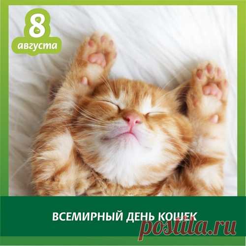 Всех усатых, полосатых
И пушистых, и лохматых,
Кошек, кошечек, котов
Поздравляем с классным днем!