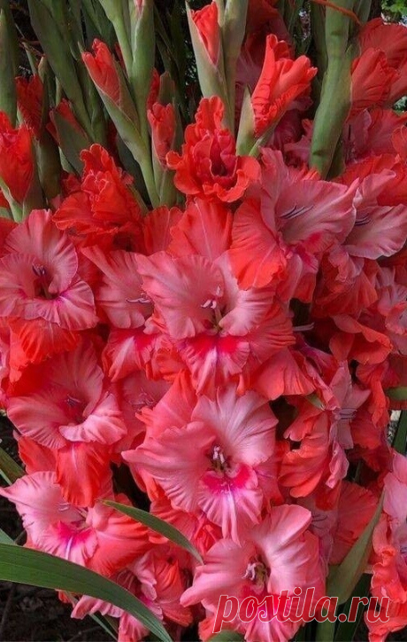 i (508×799)