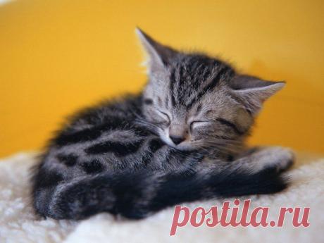 КотоГалерея у Фелины
