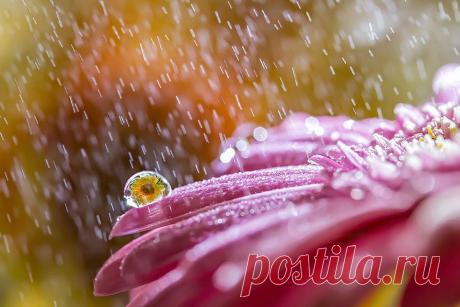 Красивые макроснимки живой природы в объективе Мики Асаи (Miki Asai) — Фотоискусство
