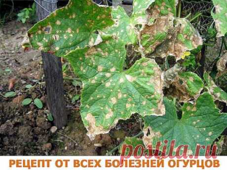 После появления всходов в фазе 3-4 листочков огурцы нужно обработать следующим составом:
в ведро воды добавить 30 капель йода,
20 г хозяйственного мыла и литр молока.
Опрыскивание таким составом можно проводить примерно через каждые 10 дней: 14 июня, 26 июня, 7 июля, 19 июня, 1, 11, 25 августа и 7 сентября. Этот состав охраняет огурцы от всех заболеваний и он безвреден, в отличие от химических средств.
А от мучнистой росы-распылять на огурцы творожной сывороткой.