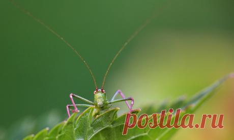 Grasshopper Explore JLM62380's photos on Flickr. JLM62380 has uploaded 77 photos to Flickr.