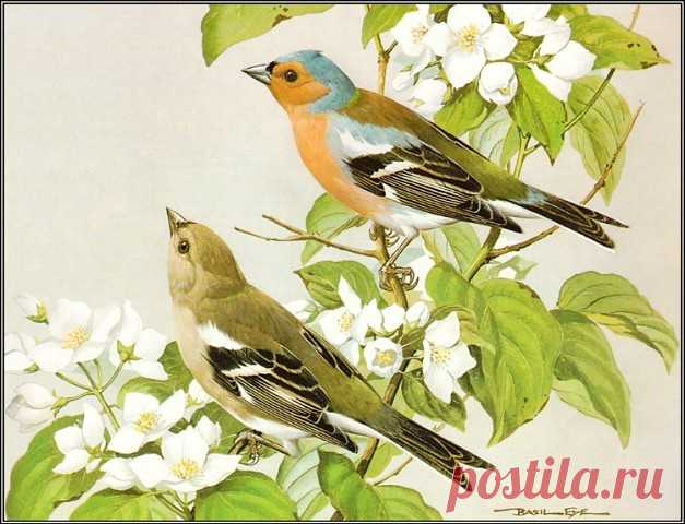 РИСОВАННЫЕ ПТИЦЫ. КОЛЛЕКЦИЯ РАБОТ ХУДОЖНИКА BASIL EDE