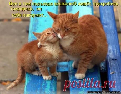 Лучшие котоматрицы прошедшей недели / Питомцы