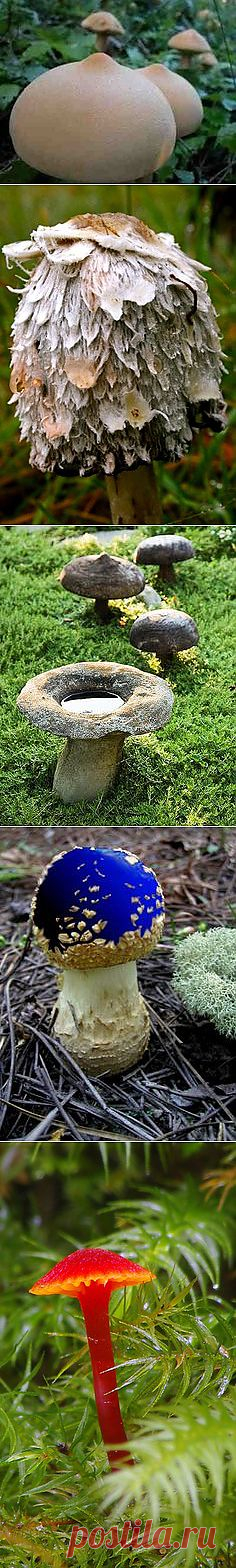 Paddenstoelen