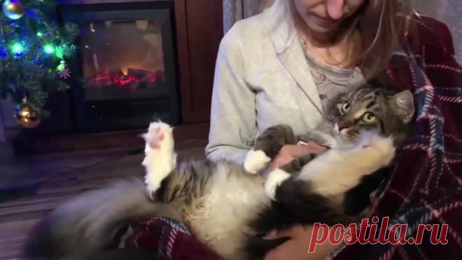 Котик обиделся после долгой разлуки))))