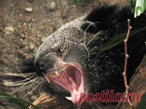 Binturong - Asian Bearcat with Large Bushy Tail | Animal Pictures and Facts | FactZoo.com