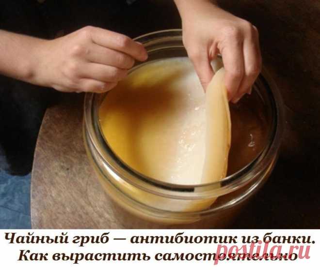 Чайный гриб — антибиотик из банки. Как вырастить самостоятельно.