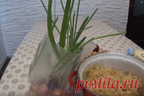 Выращиваем зелень без земли Выращивать свежую зелень можно хоть круглый год.