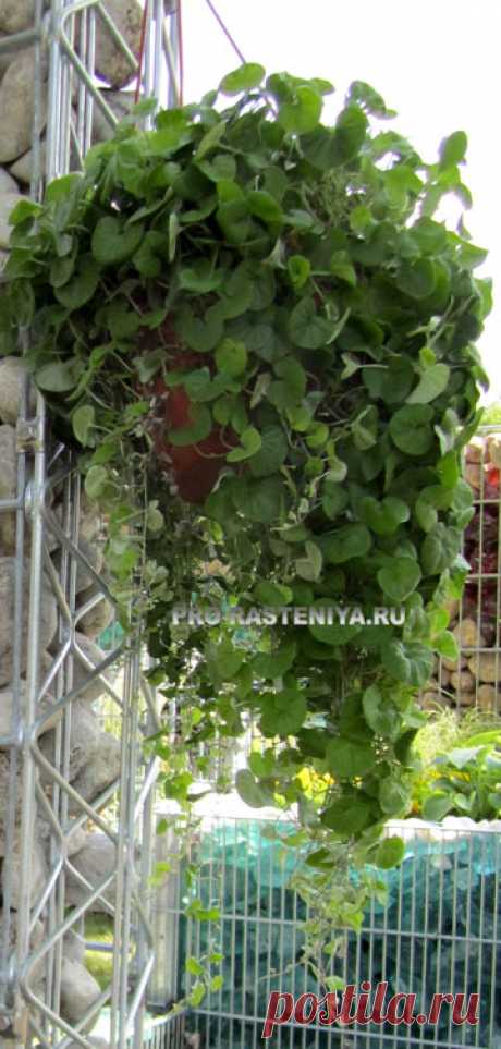 Дихондра (Dichondra). Размножение и выращивание дихондры. Фото. Дихондра ампельная «Серебристый водопад», «Изумрудный водопад», «Альтернативный газон»... - Сайт о растениях