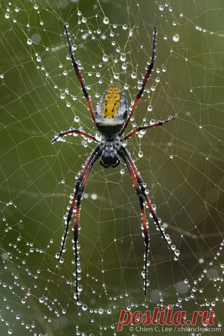 Madagascar Red-legged Golden Silk Orb-weaver (Trichonephila inaurata madagascariensis) ♀ Madagascar Red-legged Golden Silk Orb-weaver (Trichonephila inaurata madagascariensis). Mantadia National Park. Madagascar.