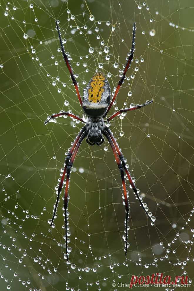 Madagascar Red-legged Golden Silk Orb-weaver (Trichonephila inaurata madagascariensis) ♀ Madagascar Red-legged Golden Silk Orb-weaver (Trichonephila inaurata madagascariensis). Mantadia National Park. Madagascar.