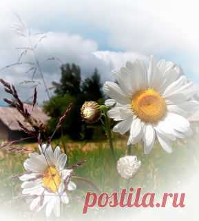 Вся наша жизнь – лишь долгая дорога 
В далекий край, где Ангелы живут. 
И дай нам Бог, чтоб не устали ноги, 
Чтоб до конца преодолеть маршрут... 
Так дай нам Бог, чтоб наши руки-крылья 
Держали нас на высоте мечты, 
Не опускались наземь от бессилия, 
Как жёлтые, осенние листы...