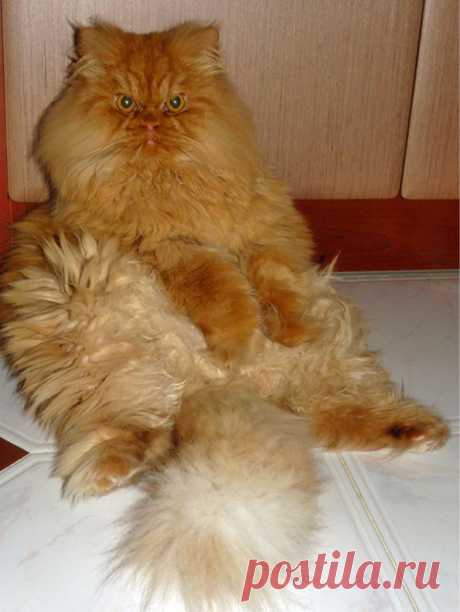 Рыжий перс Garfi