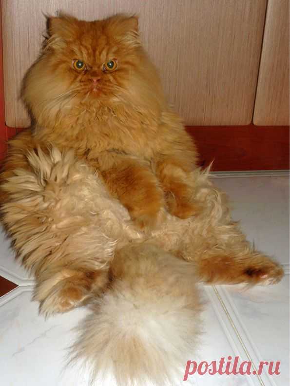 Рыжий перс Garfi