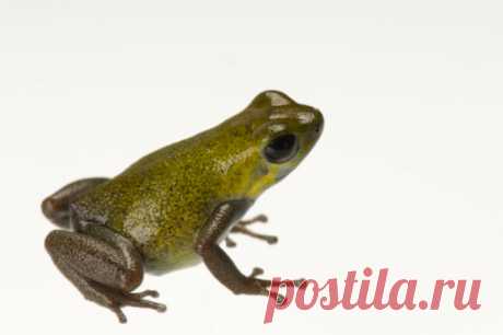 A Solarte Island Dart Frog Oophaga Pumilio At The Oklahoma City Zoo Stock Photo | Getty Images