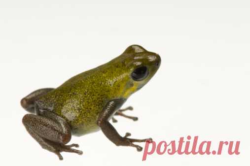 A Solarte Island Dart Frog Oophaga Pumilio At The Oklahoma City Zoo Stock Photo | Getty Images
