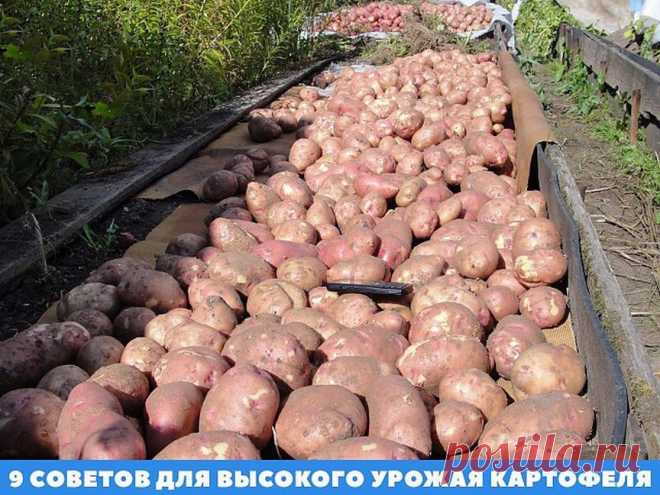 Девять советов для высокого урожая картофеля

1. Чем меньше клубень картофеля, тем крупнее он дает клубни, и наоборот. Поэтому лучше всего сажать клубни средней величины, либо разрезать большие клубни так чтобы на каждой части было несколько глазков.
2. Глубоко посаженные клубни дадут мелочь и изобилие ботвы.
Показать полностью…