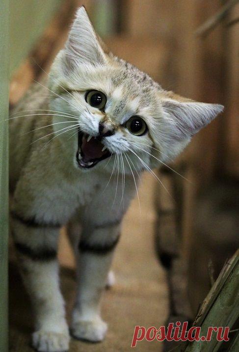 Барханный кот - дикая кошка необычайной красоты