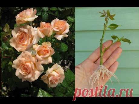 Черенкование роз летом в перлит. Результат меня порадовал.