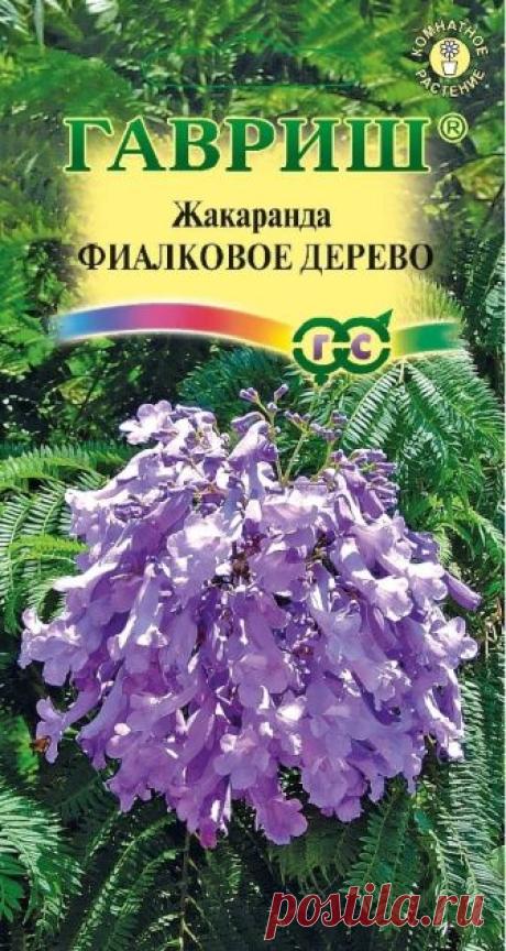 Семена. Жакаранда "Фиалковое дерево" (3 штуки) | Купить с доставкой