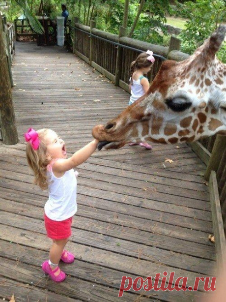 31 Animal Pictures That Will Make You Say “WTF” - Искусство здоровой жизни