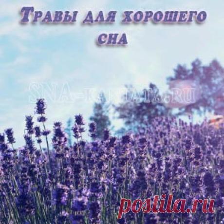 Травы для хорошего сна. Топ 10 природных снотворных

Свойства, прием внутрь, ингаляции, ванны, противопоказания