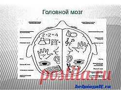 Рука развивает мозг