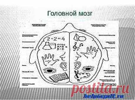 Рука развивает мозг