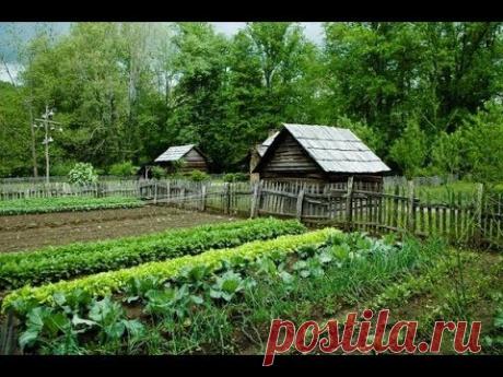 Полезное соседство: В каком порядке сажать овощи, чтобы они дали отменный урожай