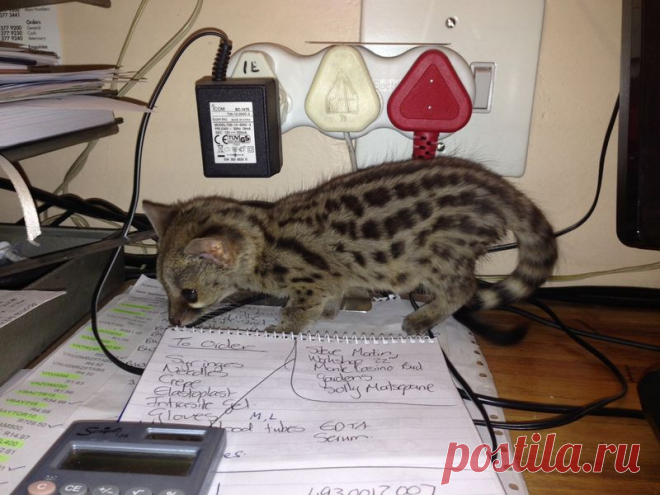 Генета: Раньше она заменяла людям кошек, но сейчас про неё все забыли. Перед вами почти 100% альтернатива коту! | Книга животных | Яндекс Дзен